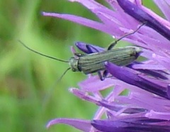 Oedemera virescens