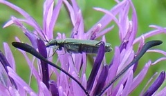 Oedemera virescens