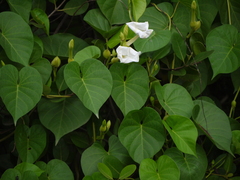 Ipomoea violacea