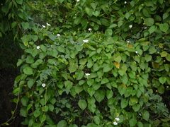 Ipomoea violacea
