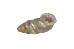 Carychium tridentatum
