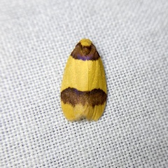 Heterallactis euchrysa