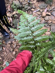 Dryopteris hasseltii