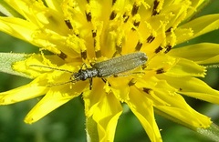Oedemera virescens