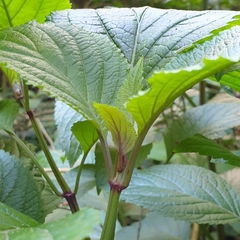 Plectranthus ecklonii