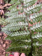 Dryopteris hasseltii