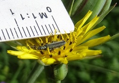 Oedemera virescens