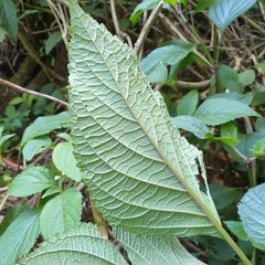 Plectranthus ecklonii
