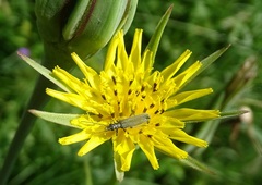Oedemera virescens
