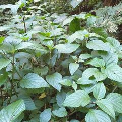 Plectranthus ecklonii