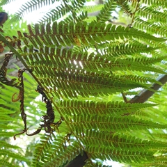 Cyathea australis