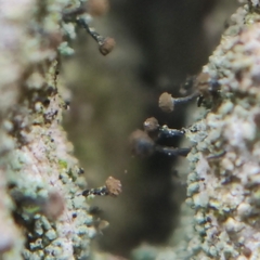 Chaenotheca trichialis