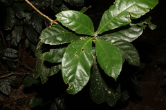 Sloanea australis
