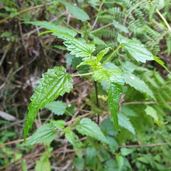 Urtica incisa