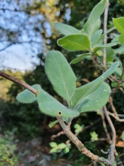 Lonicera etrusca