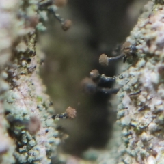 Chaenotheca trichialis