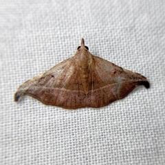 Corgatha ancistrodes