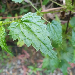 Urtica incisa