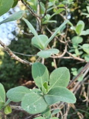 Lonicera etrusca