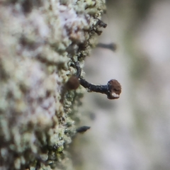 Chaenotheca trichialis