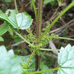 Urtica incisa