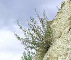 Scrophularia cretacea