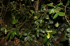 Sloanea australis