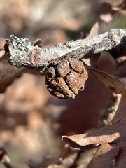 Andricus truncicolus