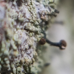 Chaenotheca trichialis