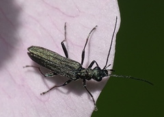 Oedemera virescens