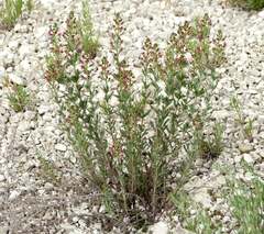 Scrophularia cretacea