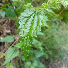 Urtica incisa