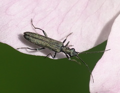 Oedemera virescens