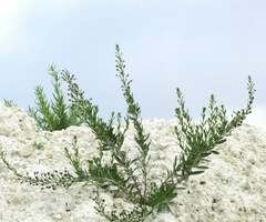 Scrophularia cretacea