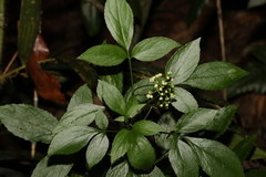 Sambucus australasica