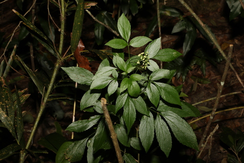 Sambucus australasica (Sambucus australasica)