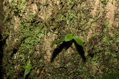 Sarcochilus falcatus