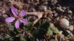 Erodium malacoides