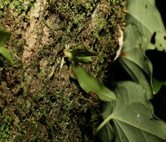 Sarcochilus falcatus