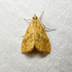 Hyalobathra brevialis