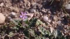 Erodium malacoides
