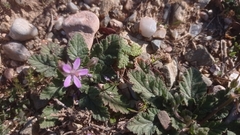 Erodium malacoides