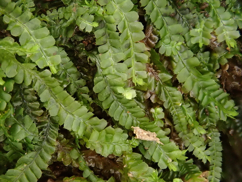 Heteroscyphus denticulatus