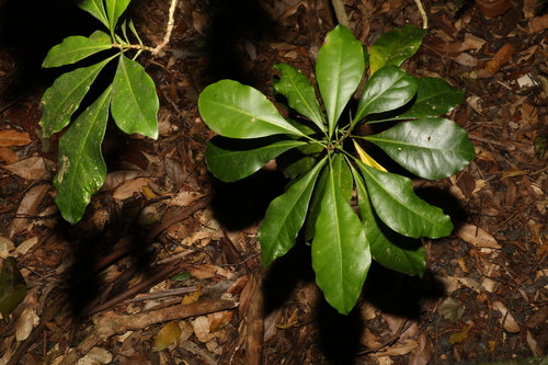 Image of Baloghia marmorata by (c) Greg Tasney, some rights reserved (CC BY-SA)