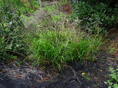 Brachypodium sylvaticum