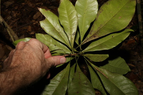 Image of Baloghia marmorata by (c) Greg Tasney, some rights reserved (CC BY-SA)