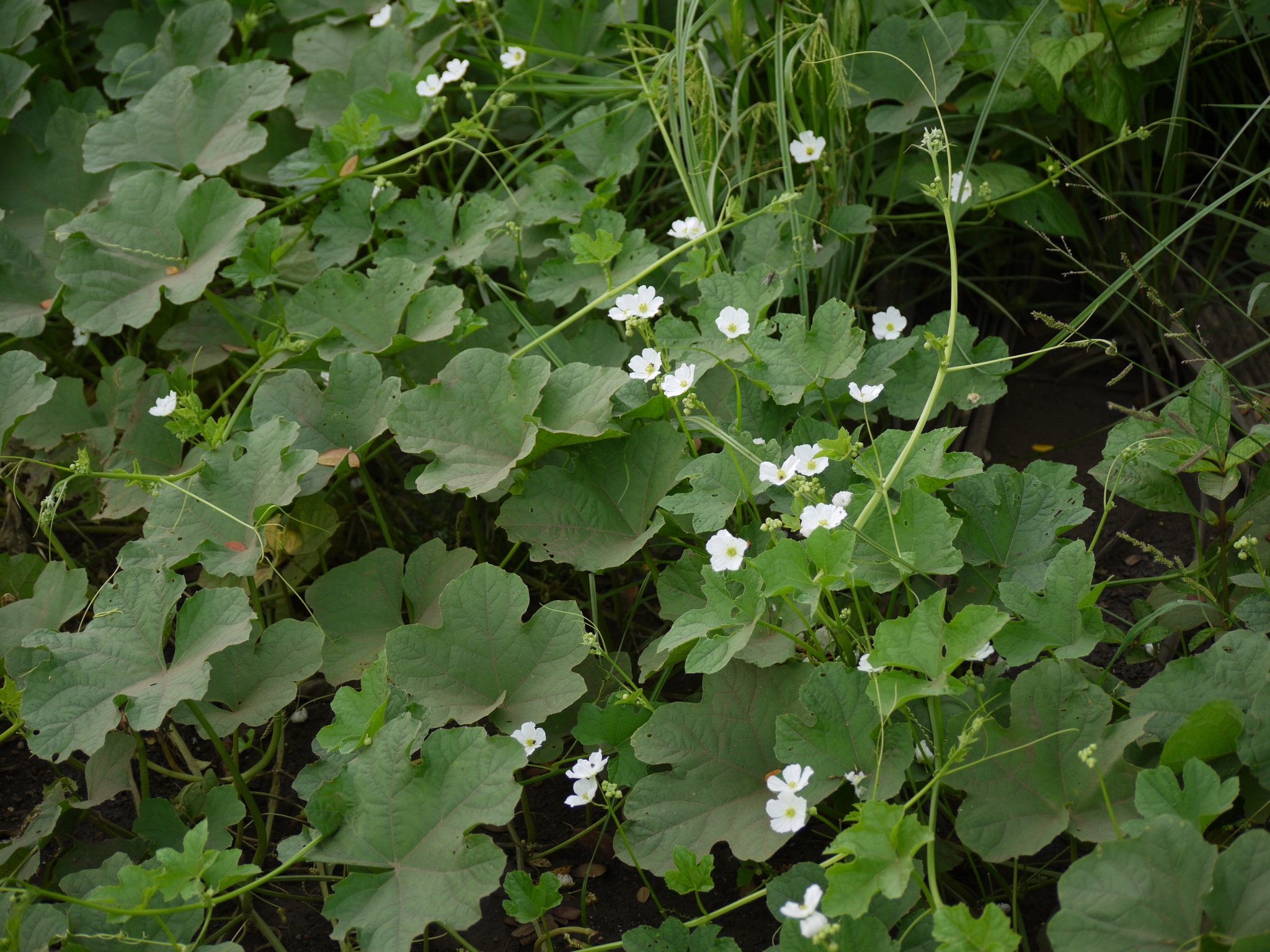 Luffa echinata