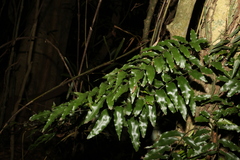 Arthropteris tenella