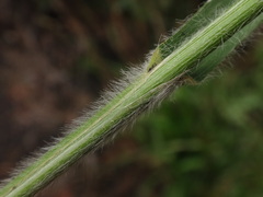 Brachypodium sylvaticum