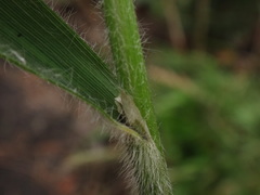 Brachypodium sylvaticum